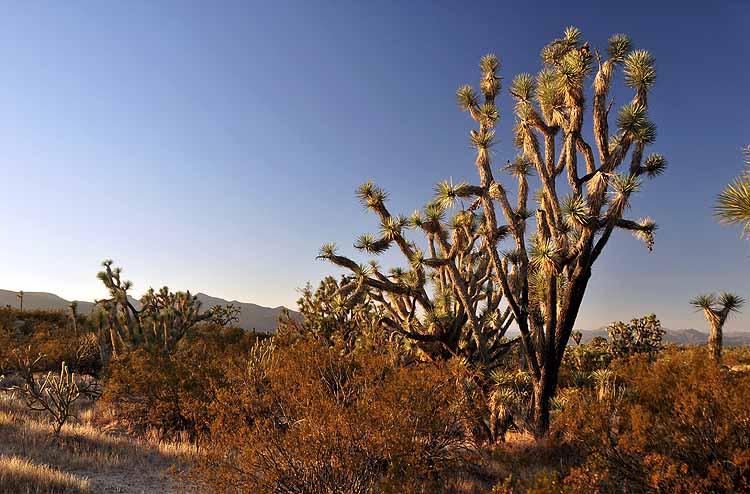 joshua trees